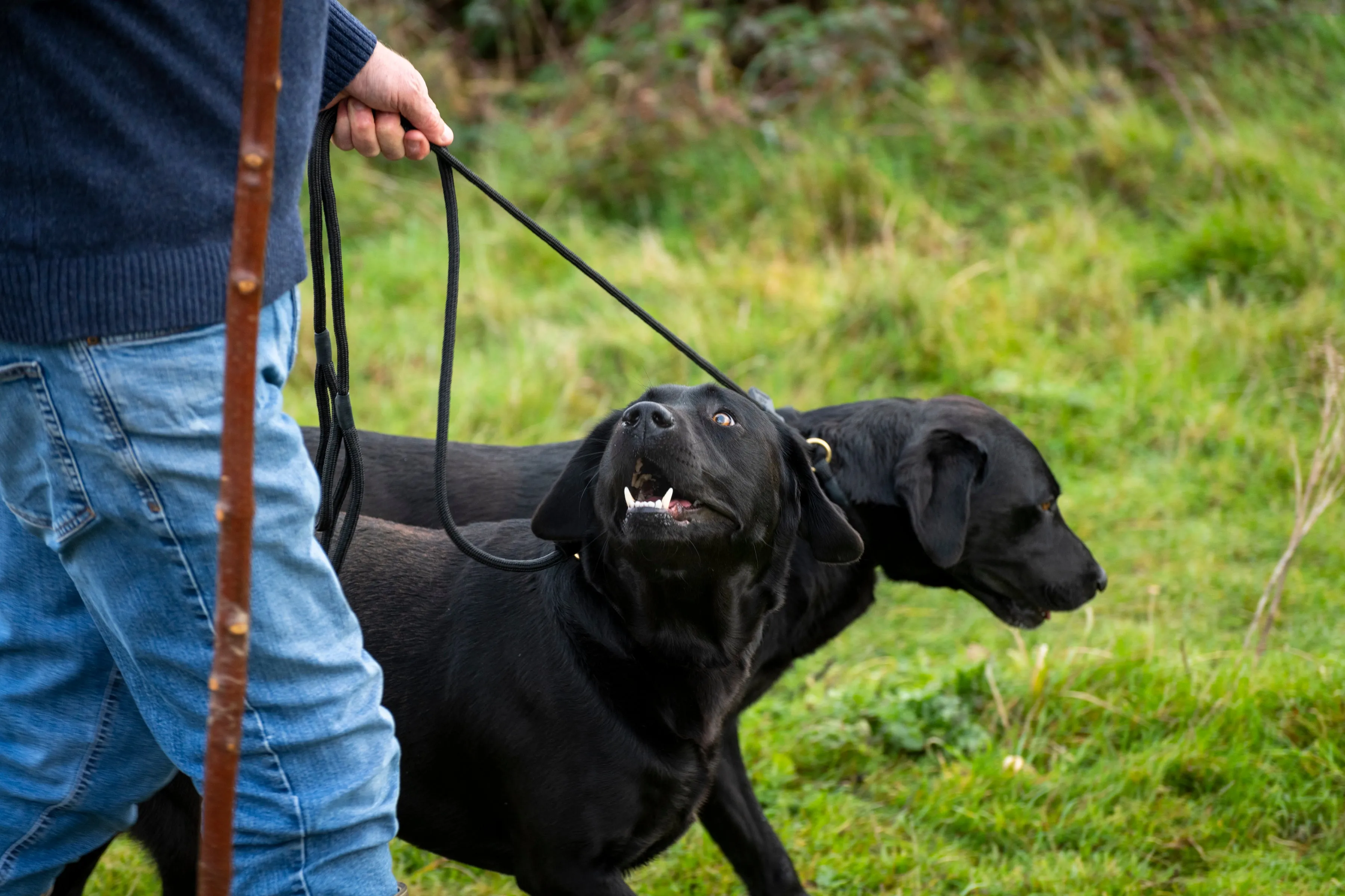 Deluxe Slip Leads for Dogs